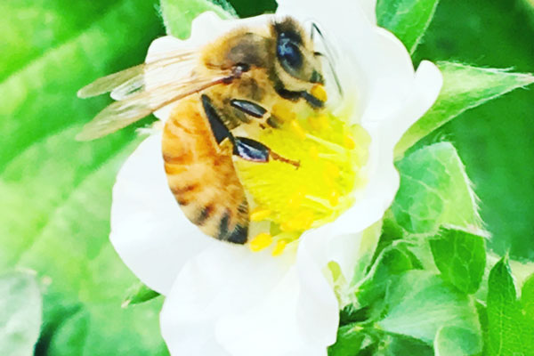 苺の花にとまったミツバチ