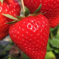 2026年「摘みたて電子苺」の販売を始めます